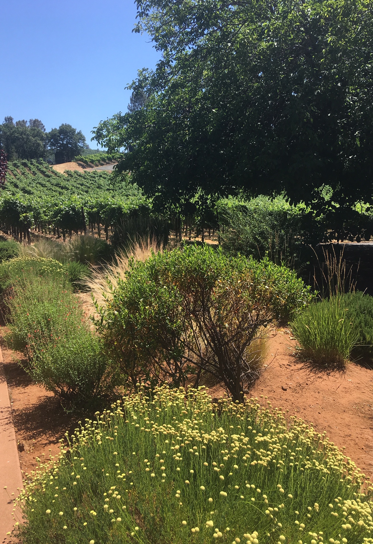 Garden Area